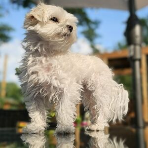 Meet your Posher, Melissa